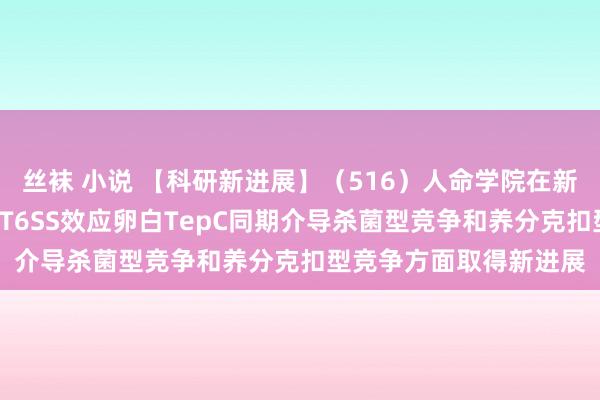 丝袜 小说 【科研新进展】（516）人命学院在新式“特洛伊木马”细菌T6SS效应卵白TepC同期介导杀菌型竞争和养分克扣型竞争方面取得新进展